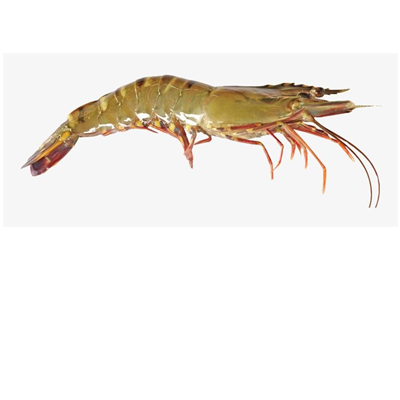 Black Tiger Shrimp
