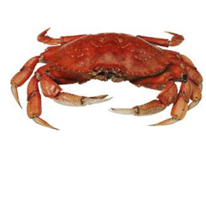 Crab