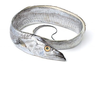 Ribbon Fish