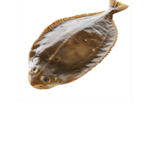 Sole Fish
