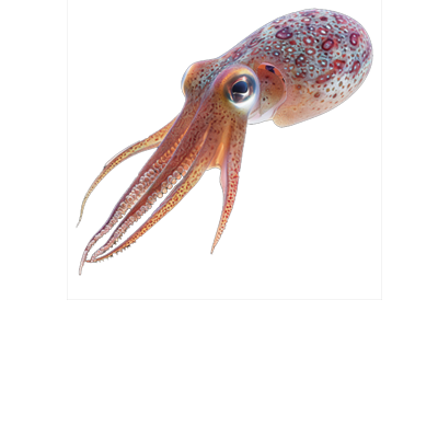 Squid and Cuttlefish