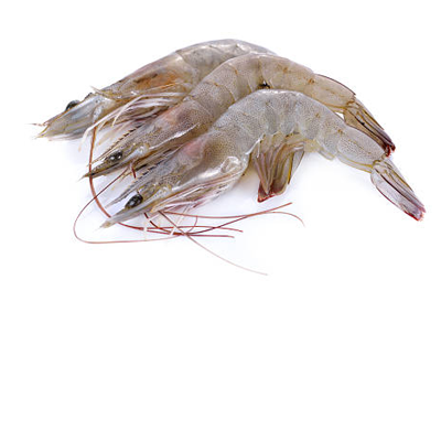 White Vannamei Shrimp