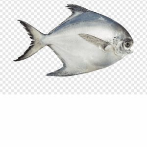 Pomfret